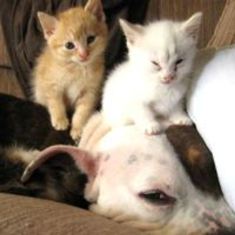 Dog Fosters Fuzzy Little Kittens