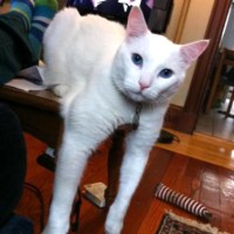 Vet Tech Adopts Deaf Cat Who was Unwanted