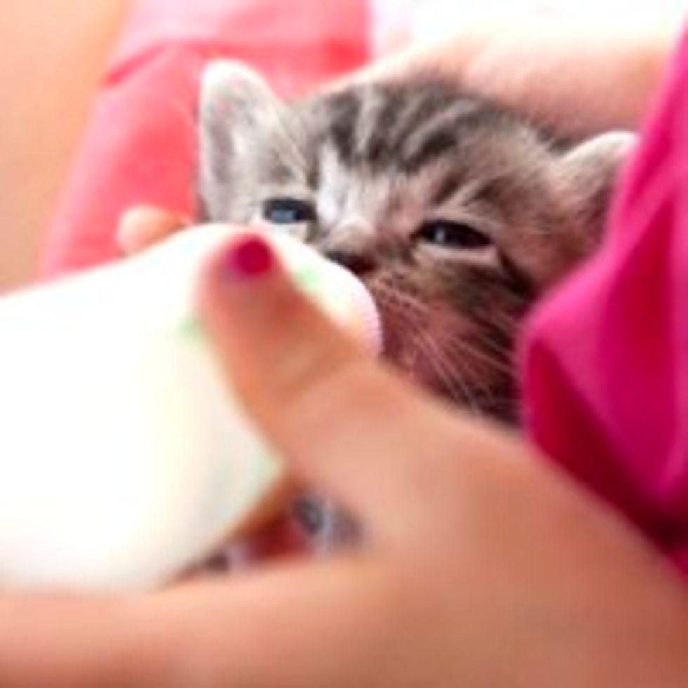 Hungry Rescue Kitties Feeding Time