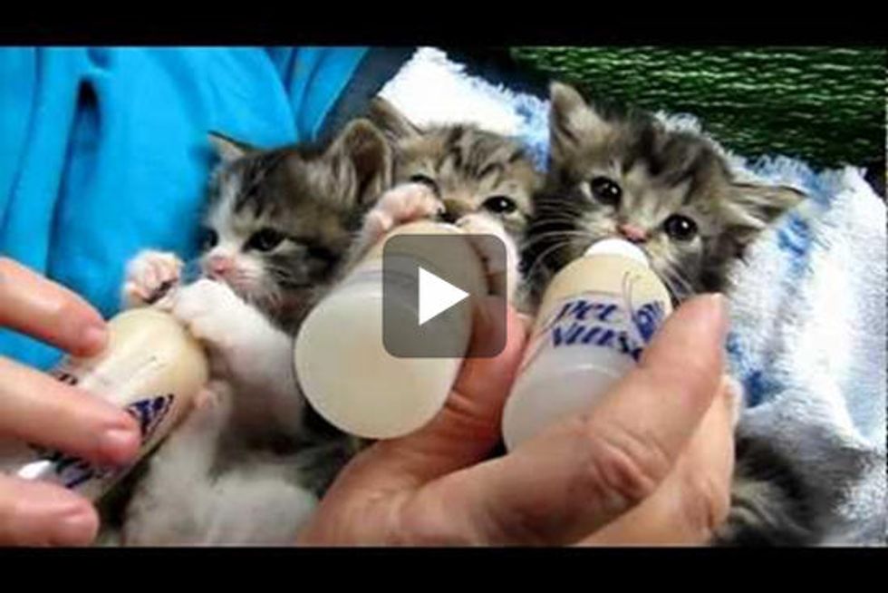 Itty Bitty Bottle Feeding Committee