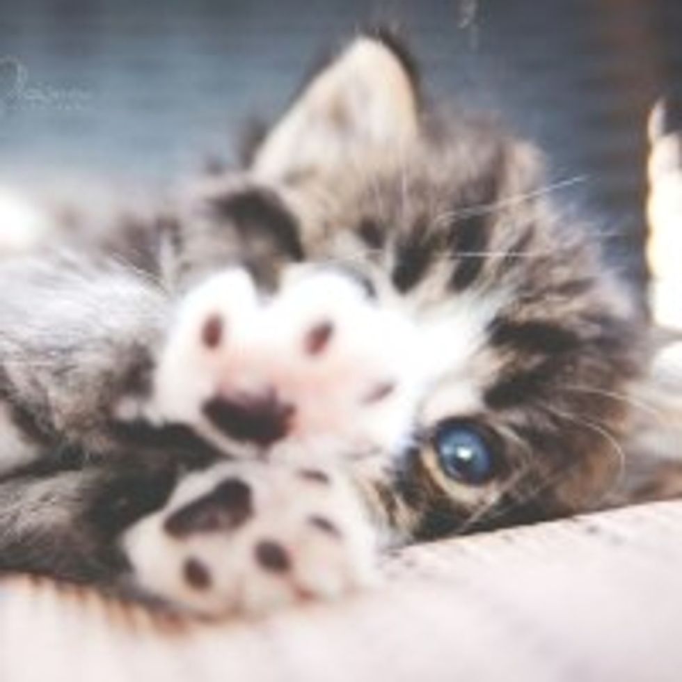 Fluffy Ball of Cute: Kitten Found by Baseball Field