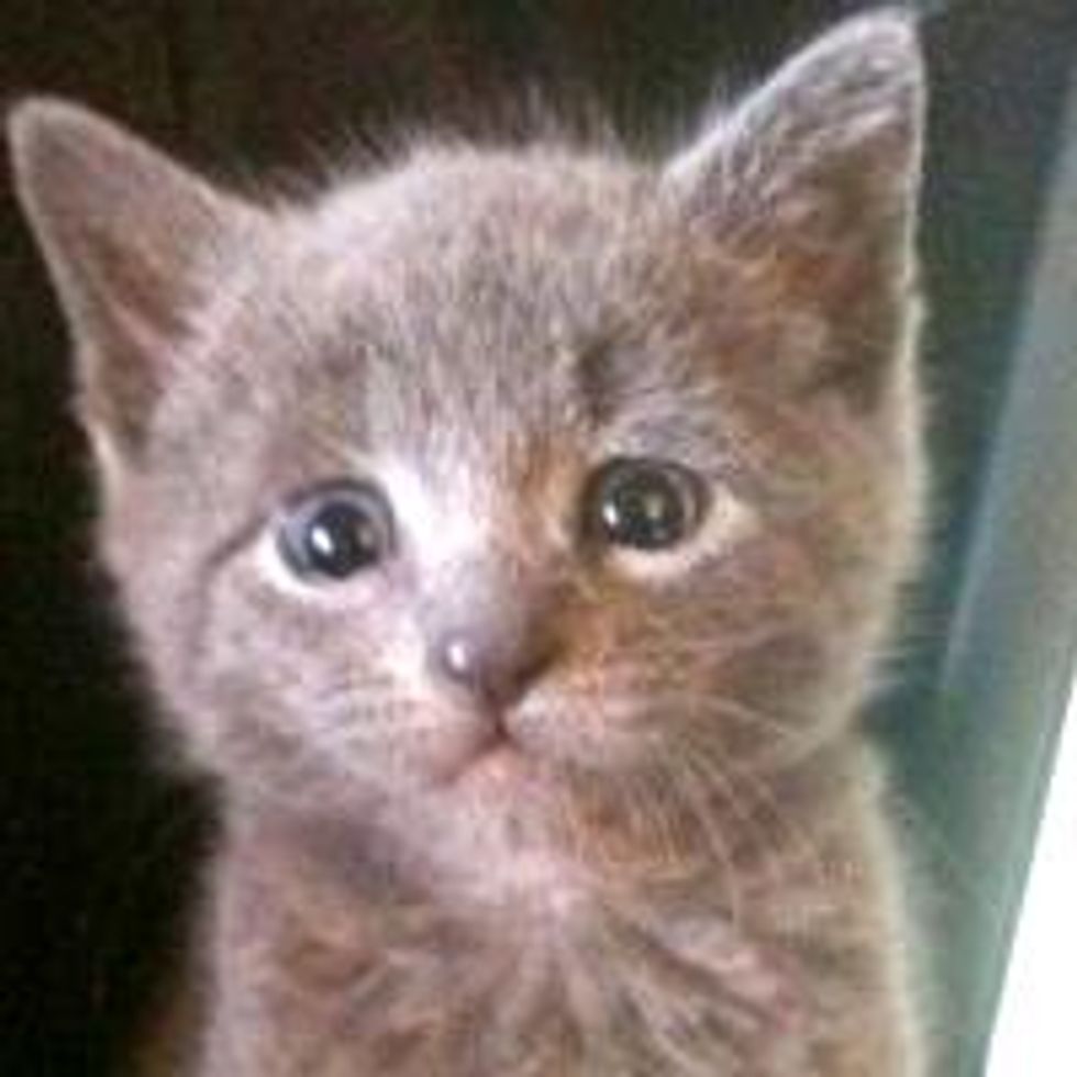 Rescue Kitty Becomes Real Prince