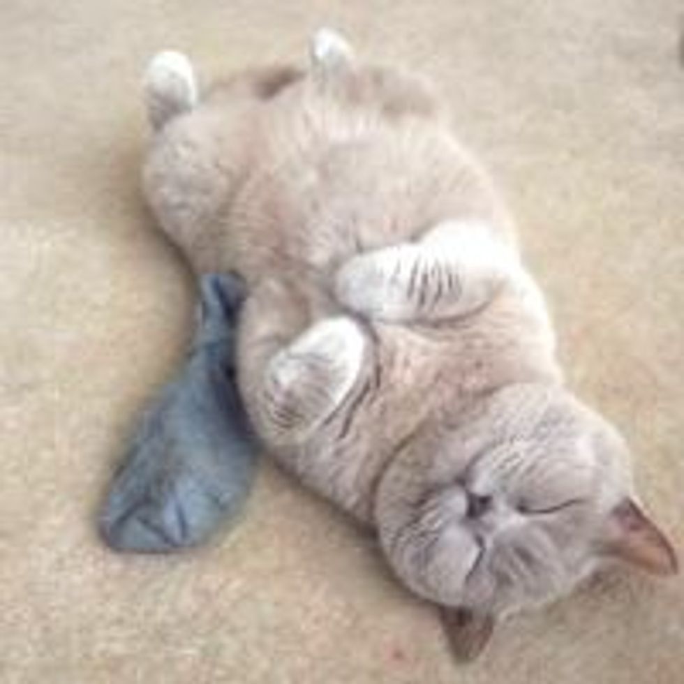 Catnip Coma