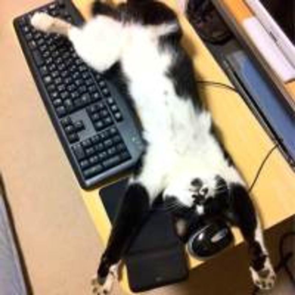 Kitty Occupies Computer Desk