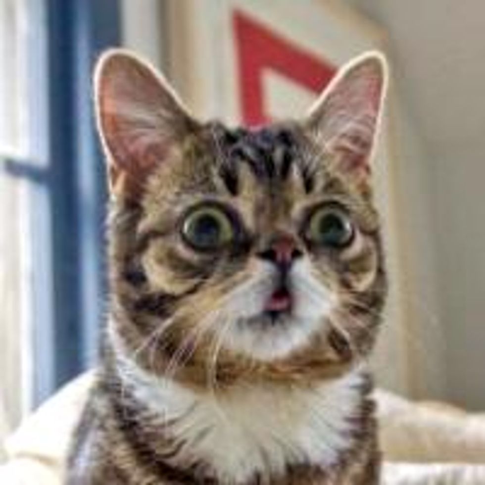 Bub the Toothless Dwarf Kitty with Bulging Eyes and a Happy Face