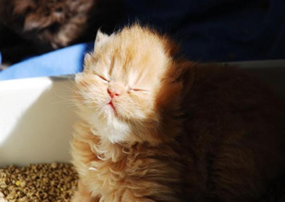 Dusty's First Litter Box Experience