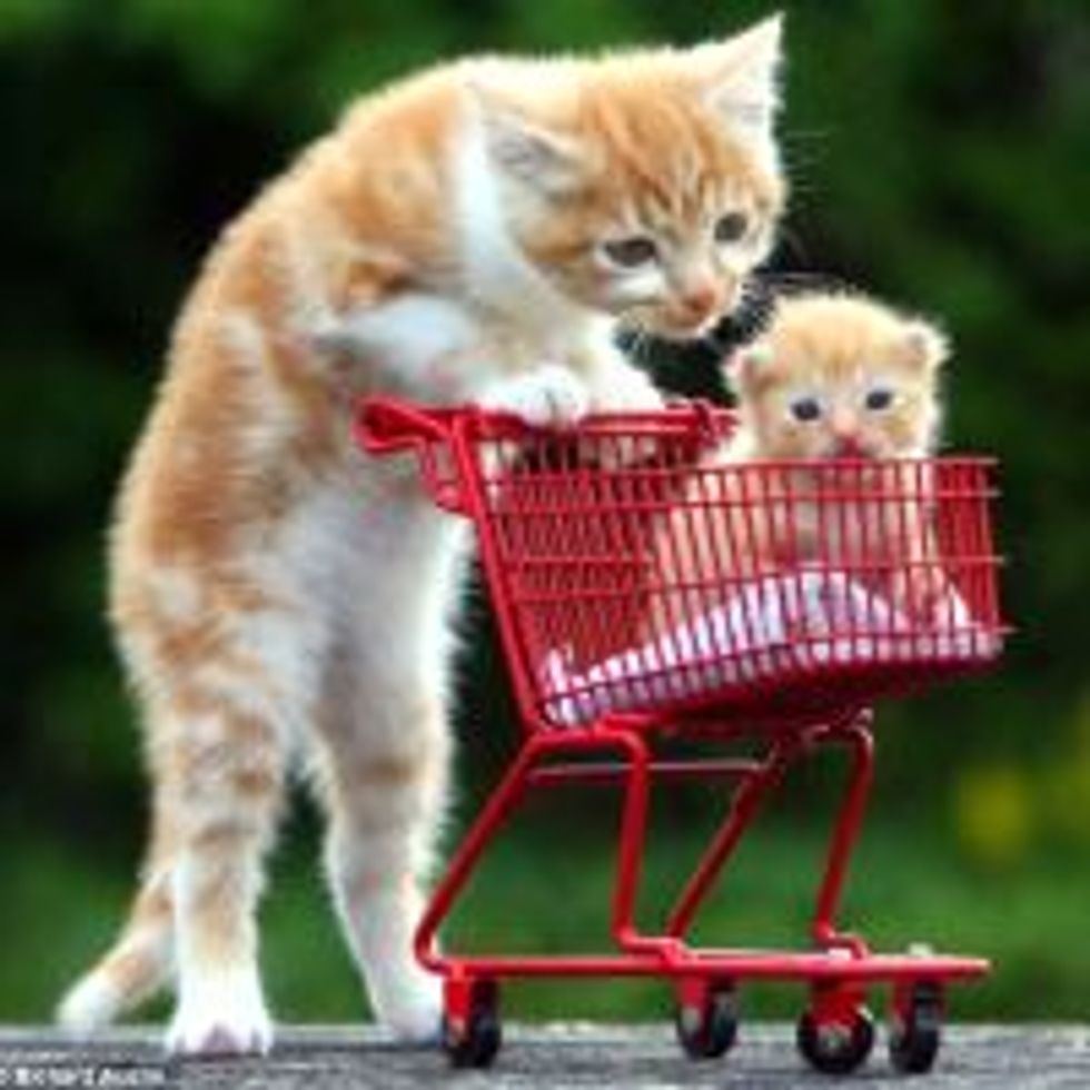 Orphan Kittens Shopping for Good Homes