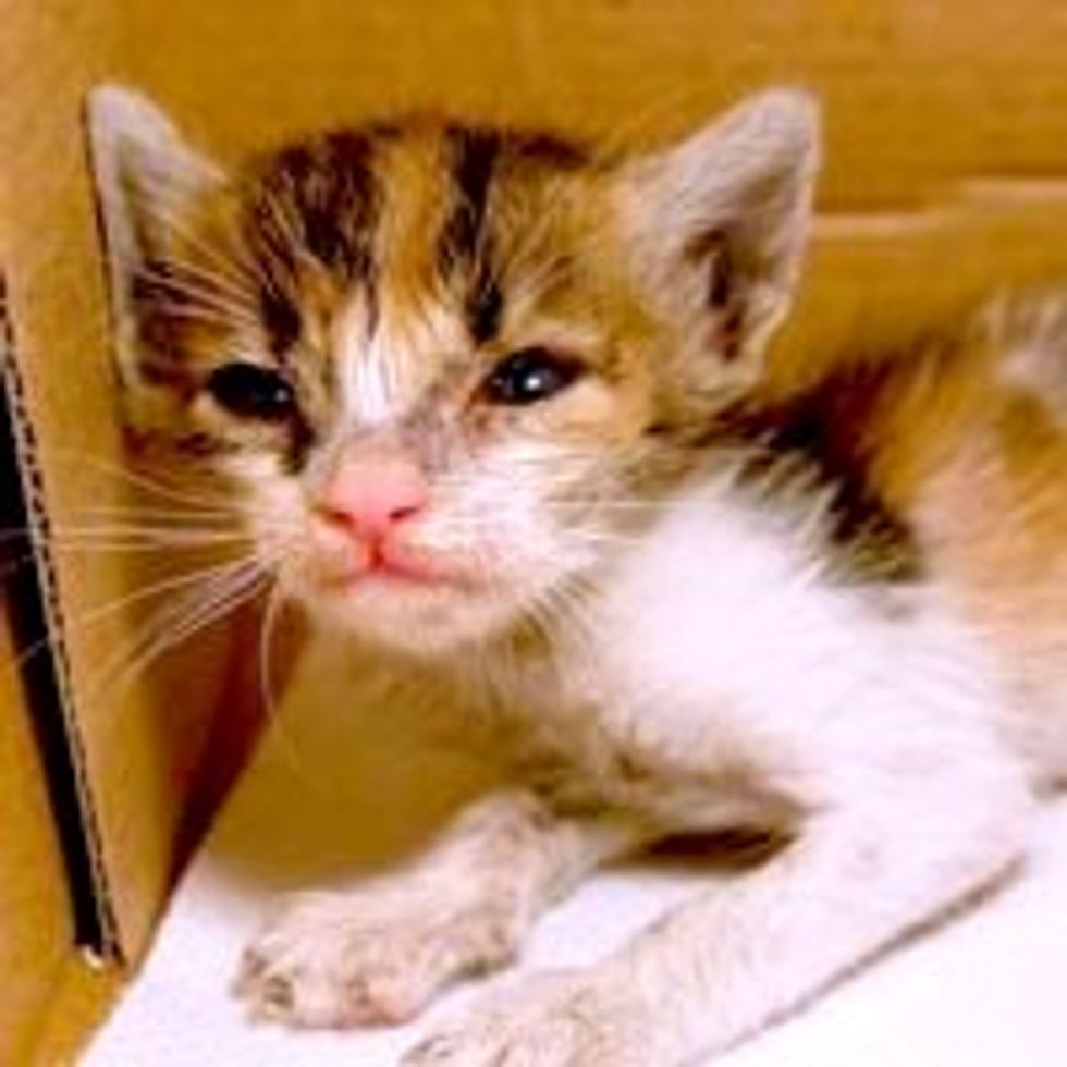 Rescue Kitty from Hopeless to Hopeful