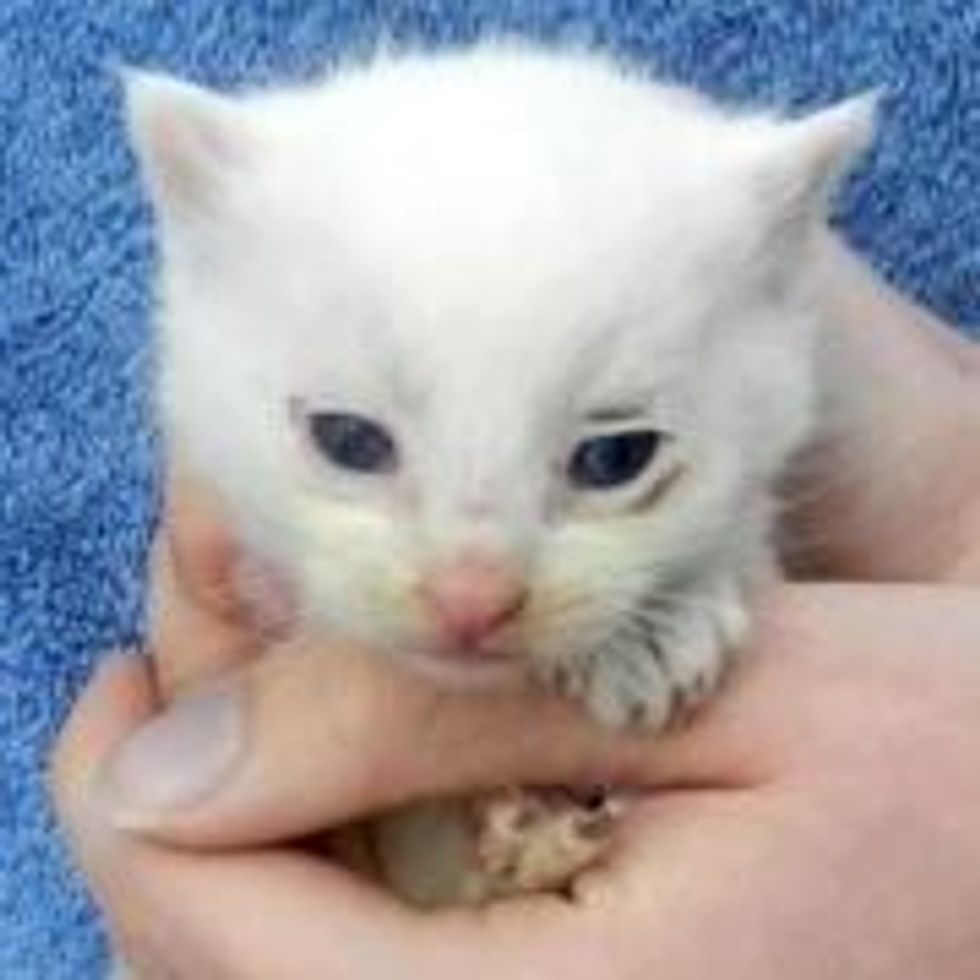 Feral Kitten Given a Second Chance - Then & Now