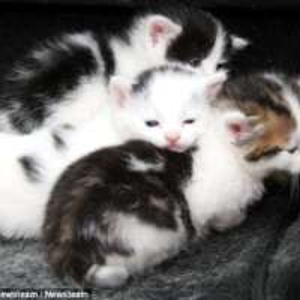 Four Kittens Saved by Mechanics with Seconds to Spare