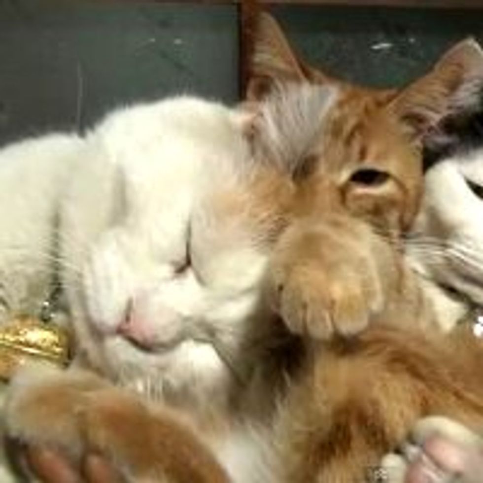 Furry Slumber Party