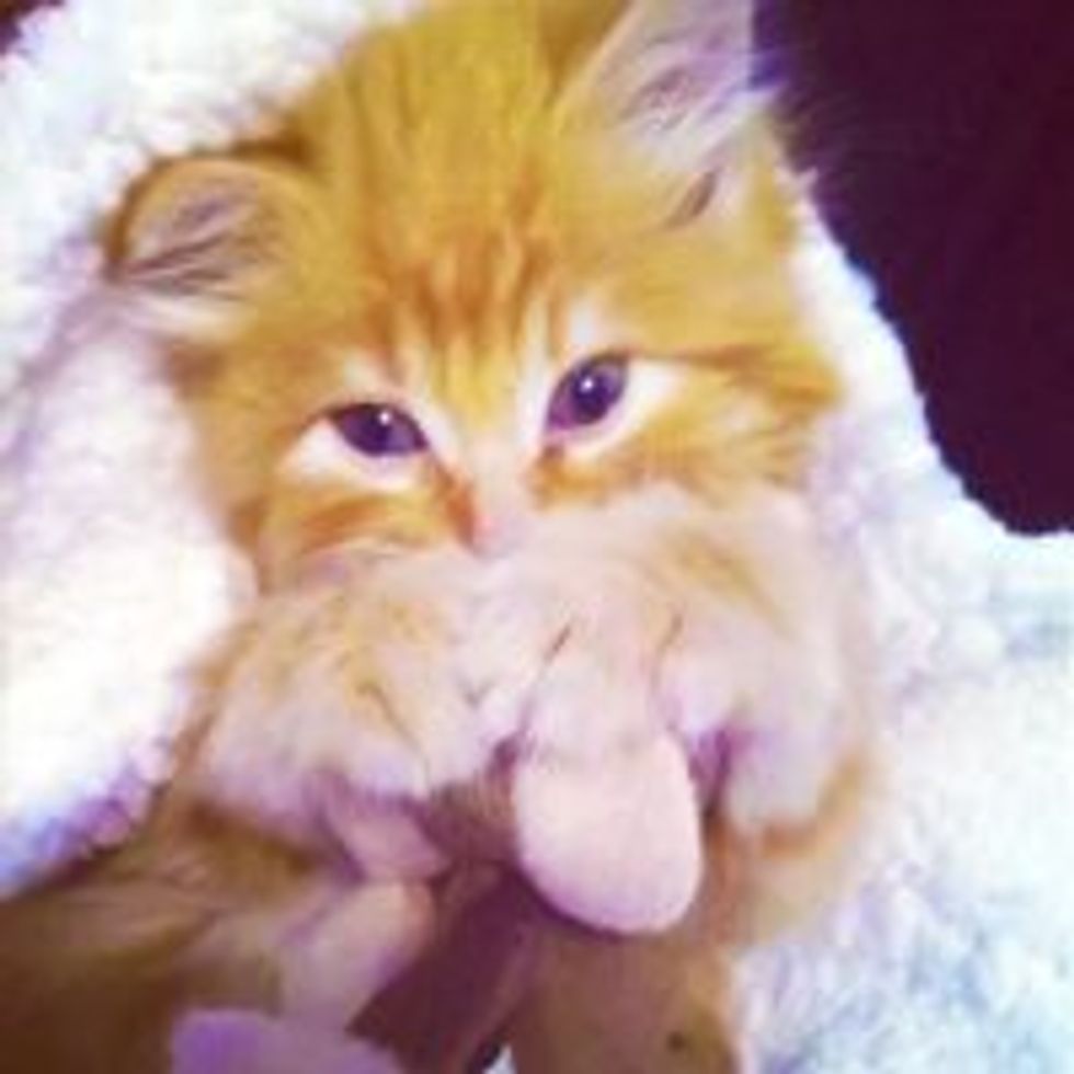 Cuddly Ginger Kitty, New Chance at Life