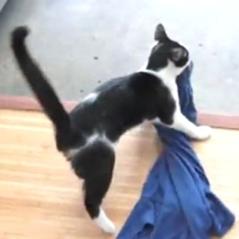 Stylist Kitty Disapproves of Wardrobe
