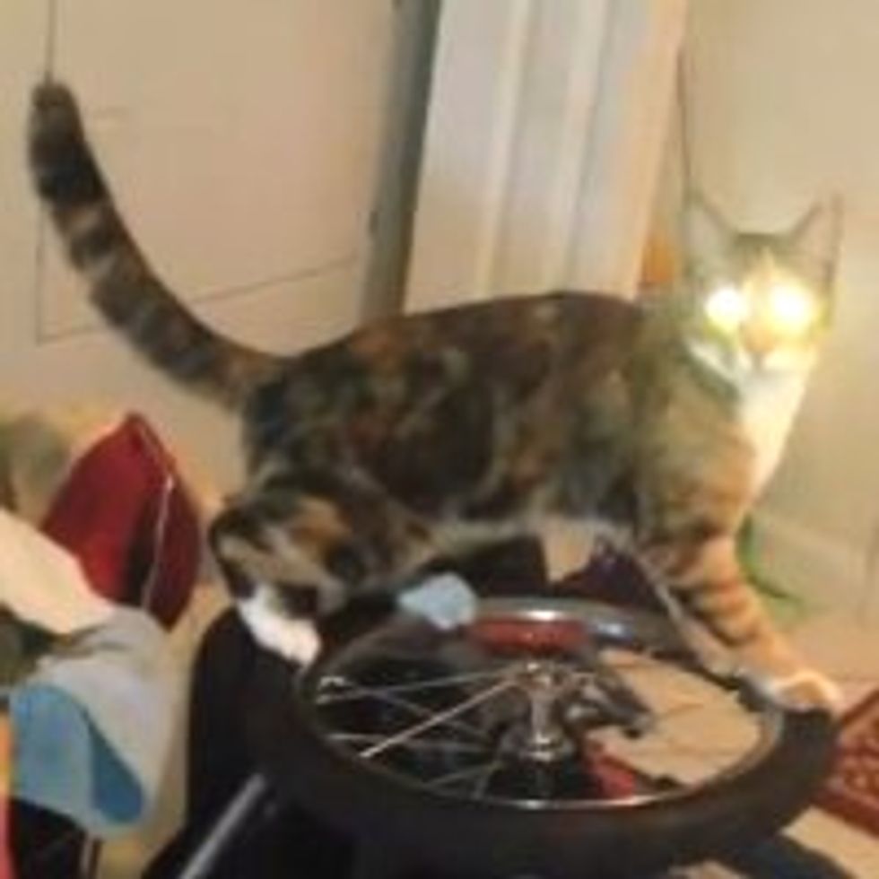 Laser Cat Discovers Wheels