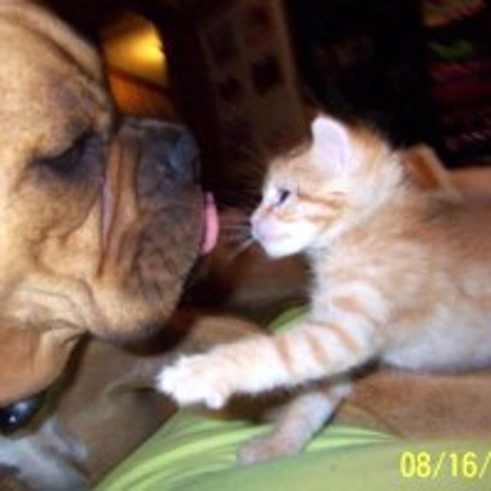 Abandoned Kitten Finds Life Long Furiend: Unlikely Friendship