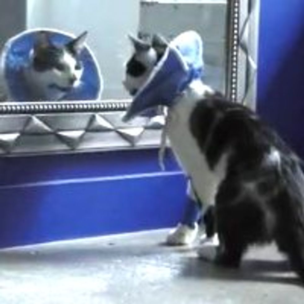 Neutered Kitty Doesn't Recognize Himself