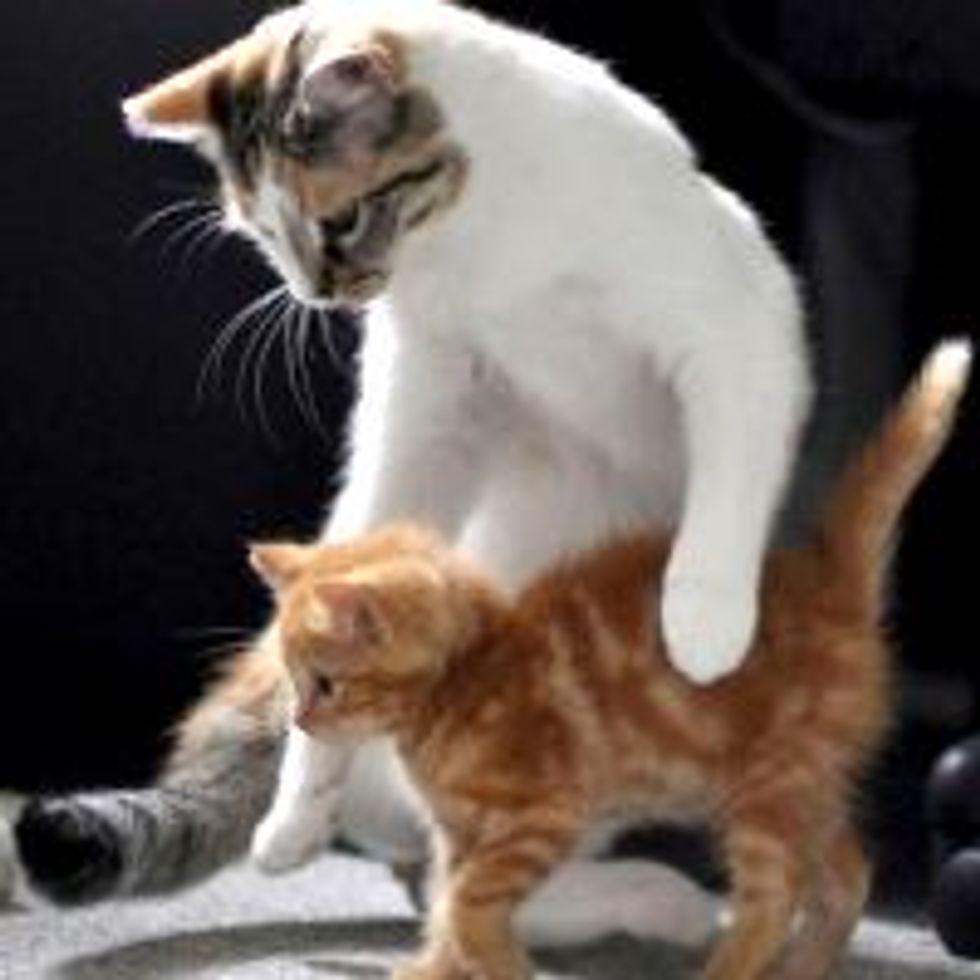 Rescue Feral Ginger Kittens Get New Surrogate Mom Love Meow