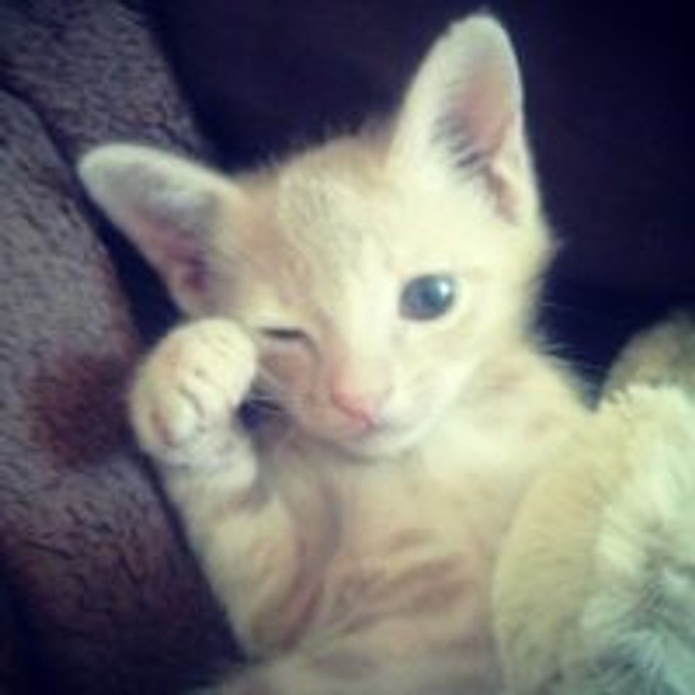 Kitten Saved From Cactus Patch, Nursed Back to Health