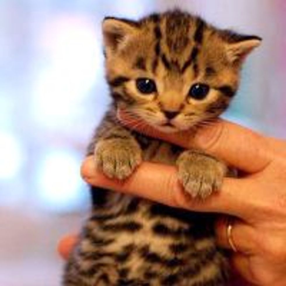 Meet Lancia the Tabby