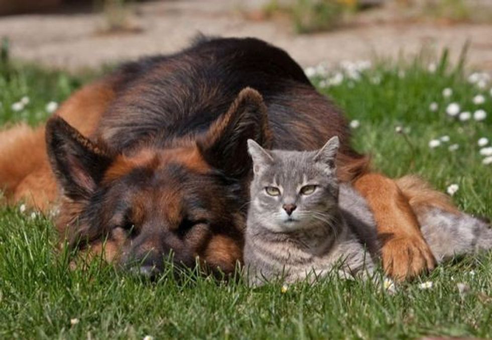 Unlikely Friendship Between Grey Kitty and German Shepherd - Love Meow