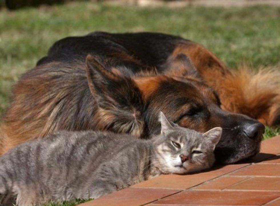 Unlikely Friendship Between Grey Kitty and German Shepherd - Love Meow