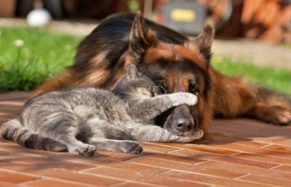 Unlikely Friendship Between Grey Kitty And German Shepherd Love Meow