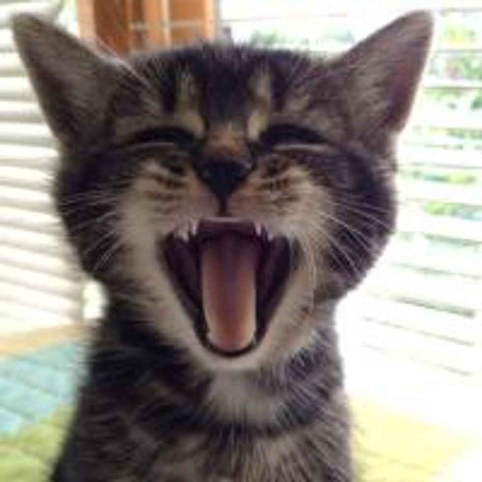 Caturday Meow!