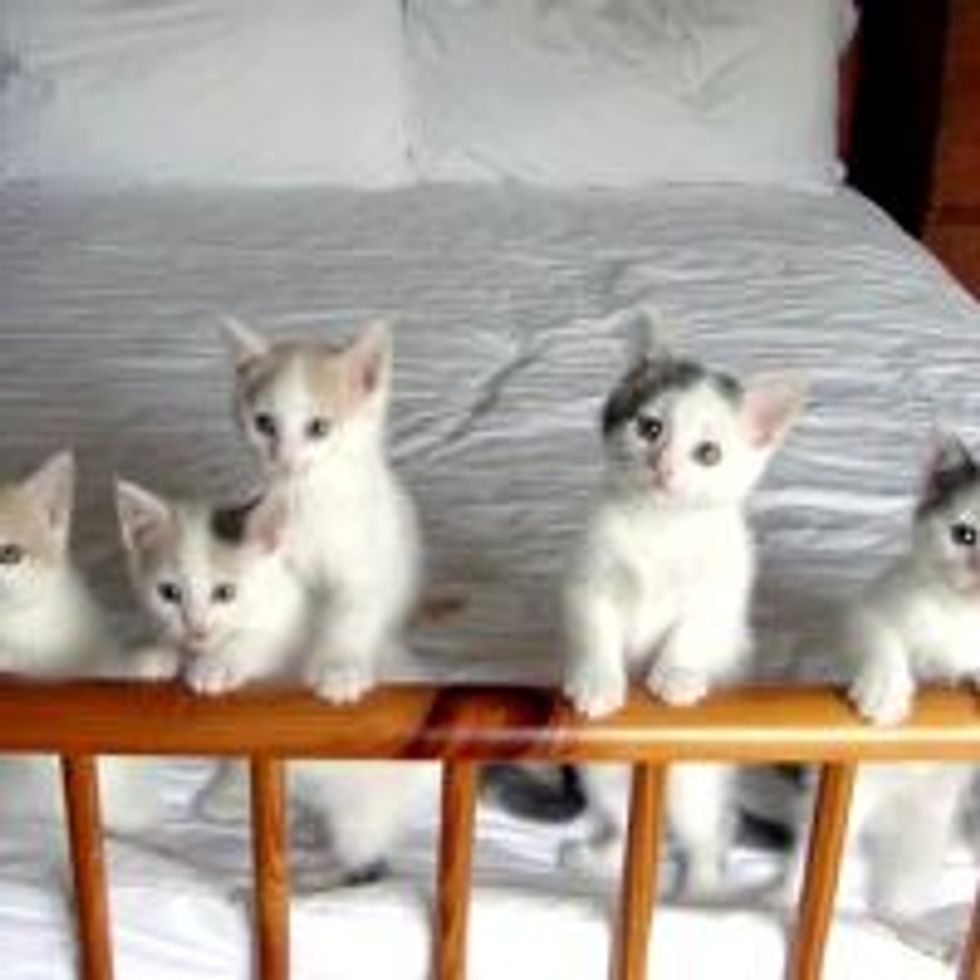 Litter of 7 Kitties Run Foster Home