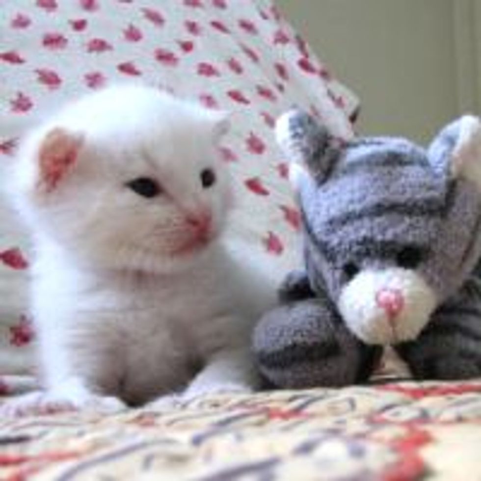 Bella the Rescue Kitty with Extra Toes: Journey to Happiness