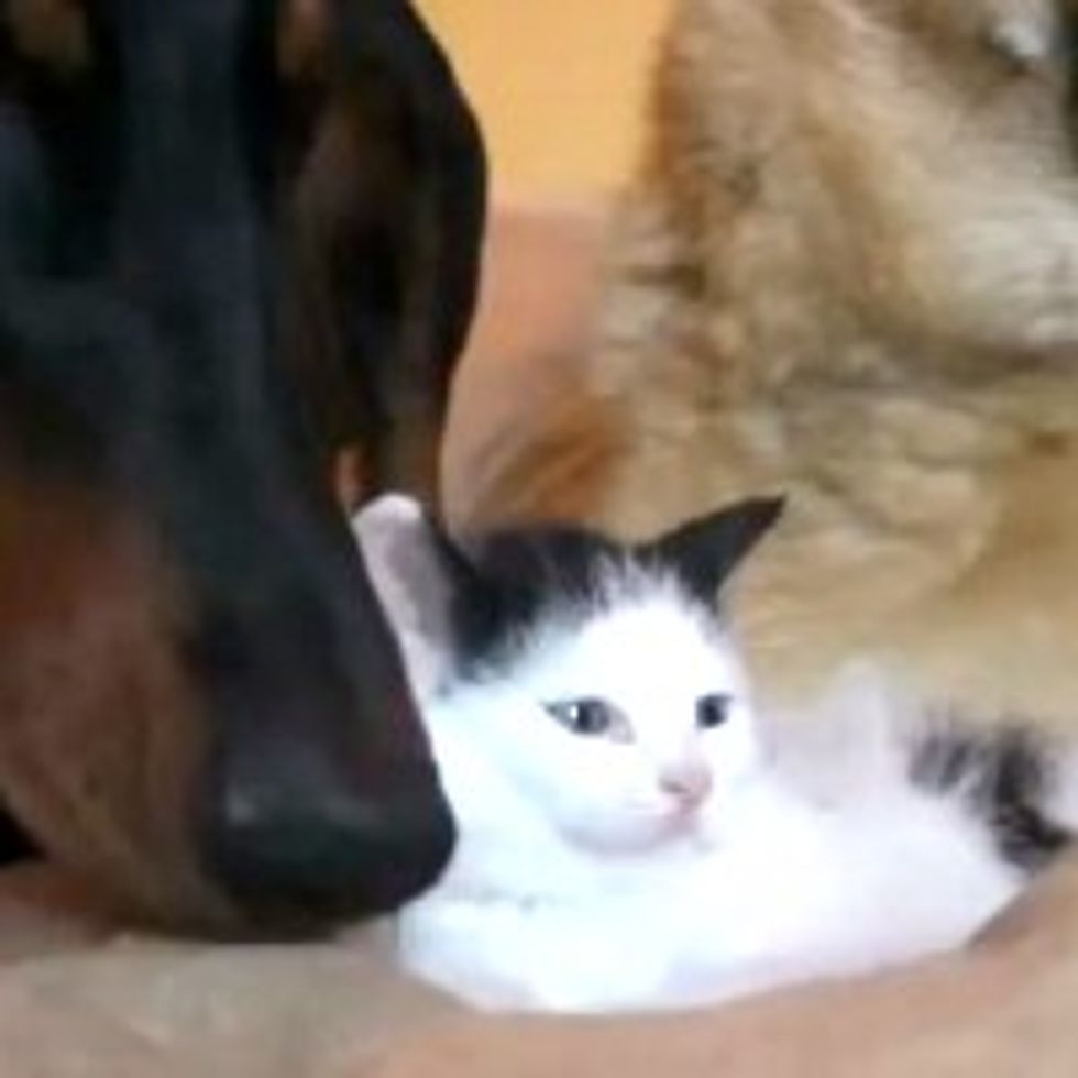 Nobody Messes with Pancake the Kitten