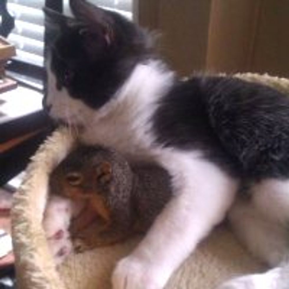 Squirrel Comes to Hang Out with Cat