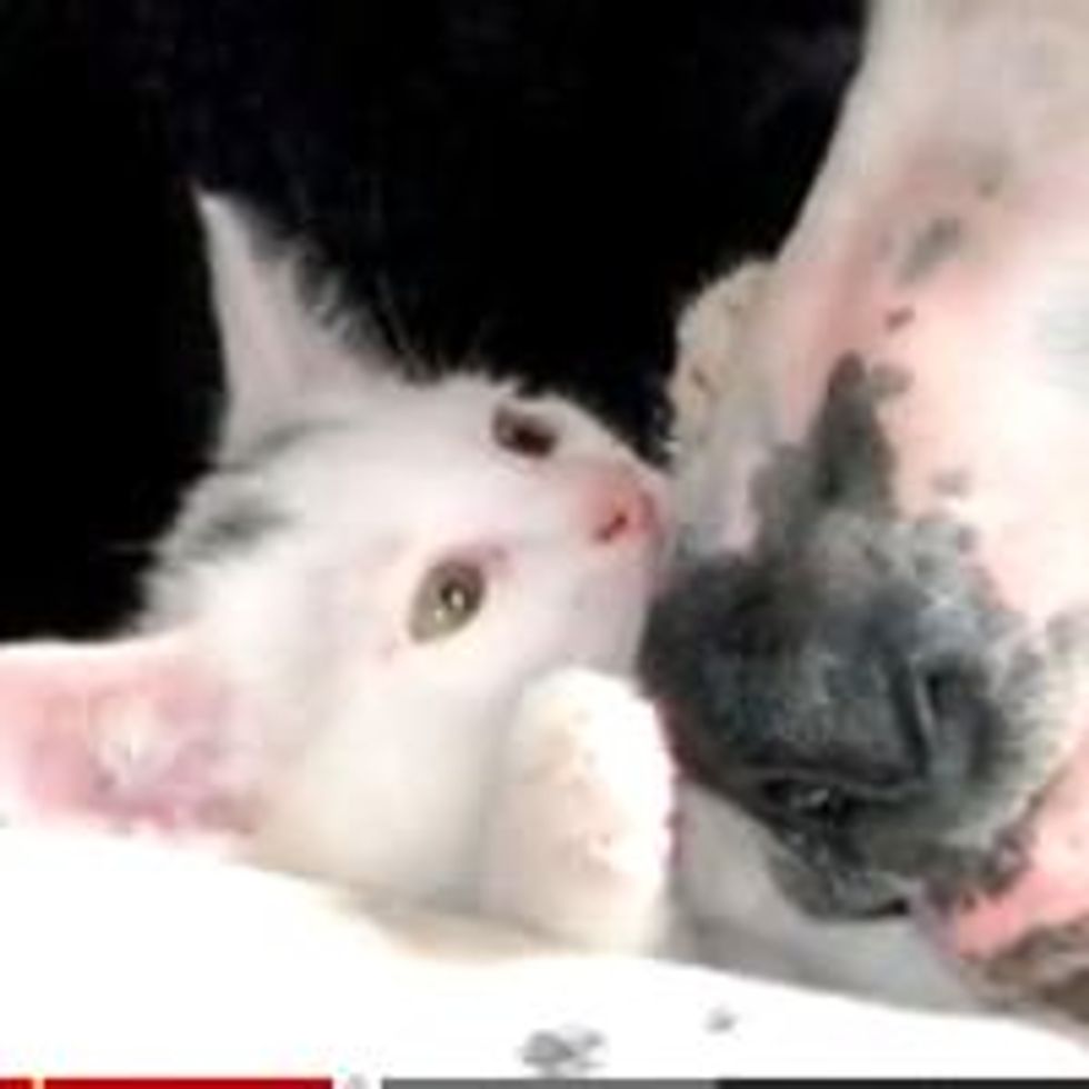 Kitten Loves His Pet, the Great Dane