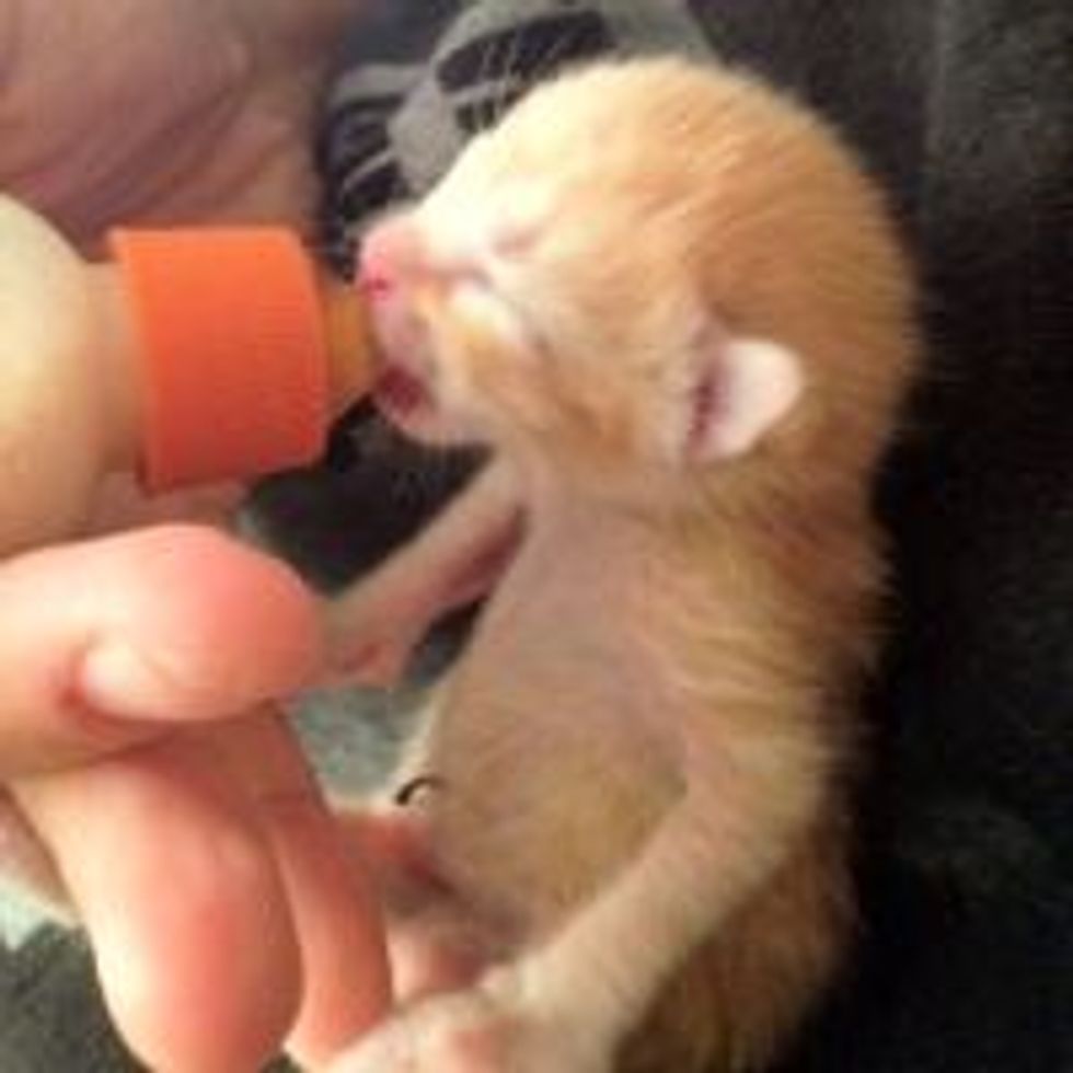 Day Old Ginger Kitten Found in Trash Bag, Now Thriving