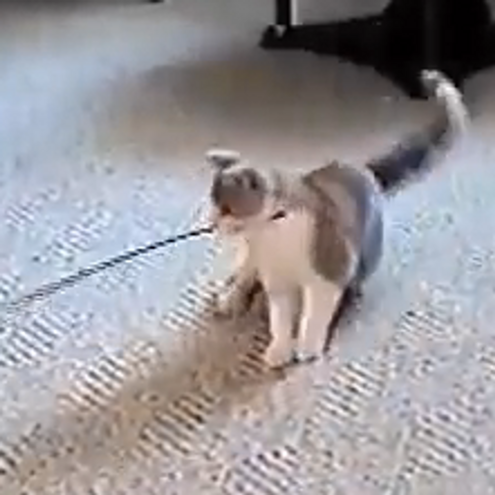 Rhythmic Gymnastics Cat