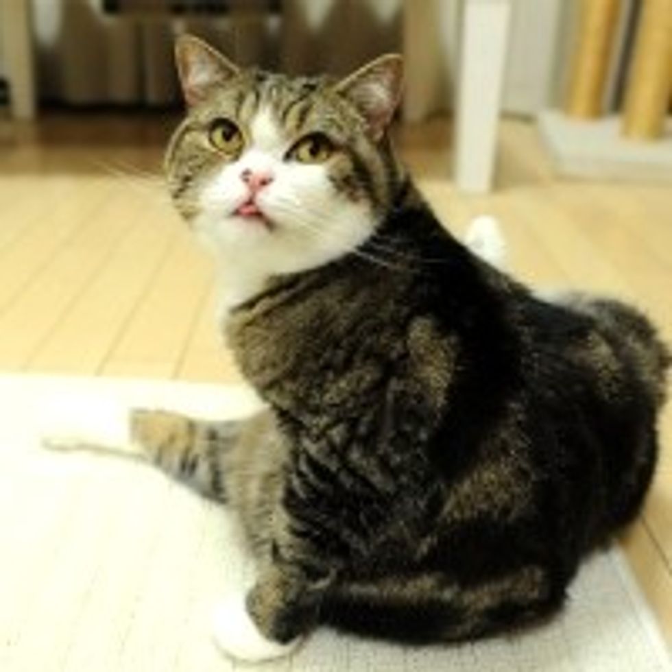 Maru Gets Mouse from Drawer