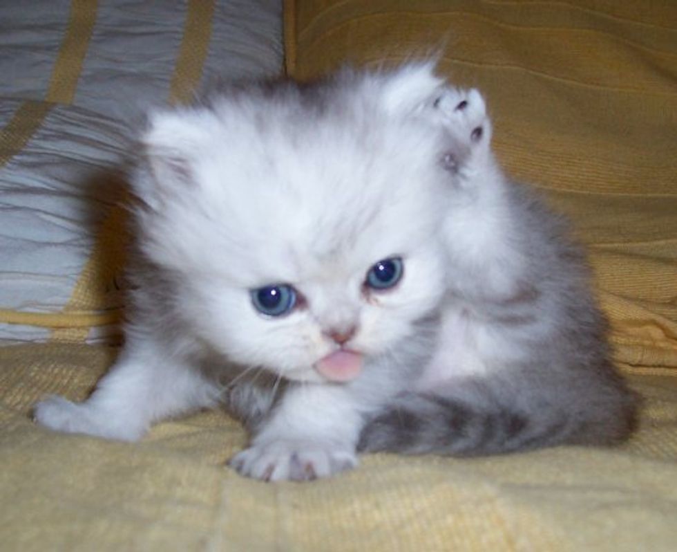 It S Hard Work Being A Kitty Love Meow It S Hard Work Being A Kitty Love Meow