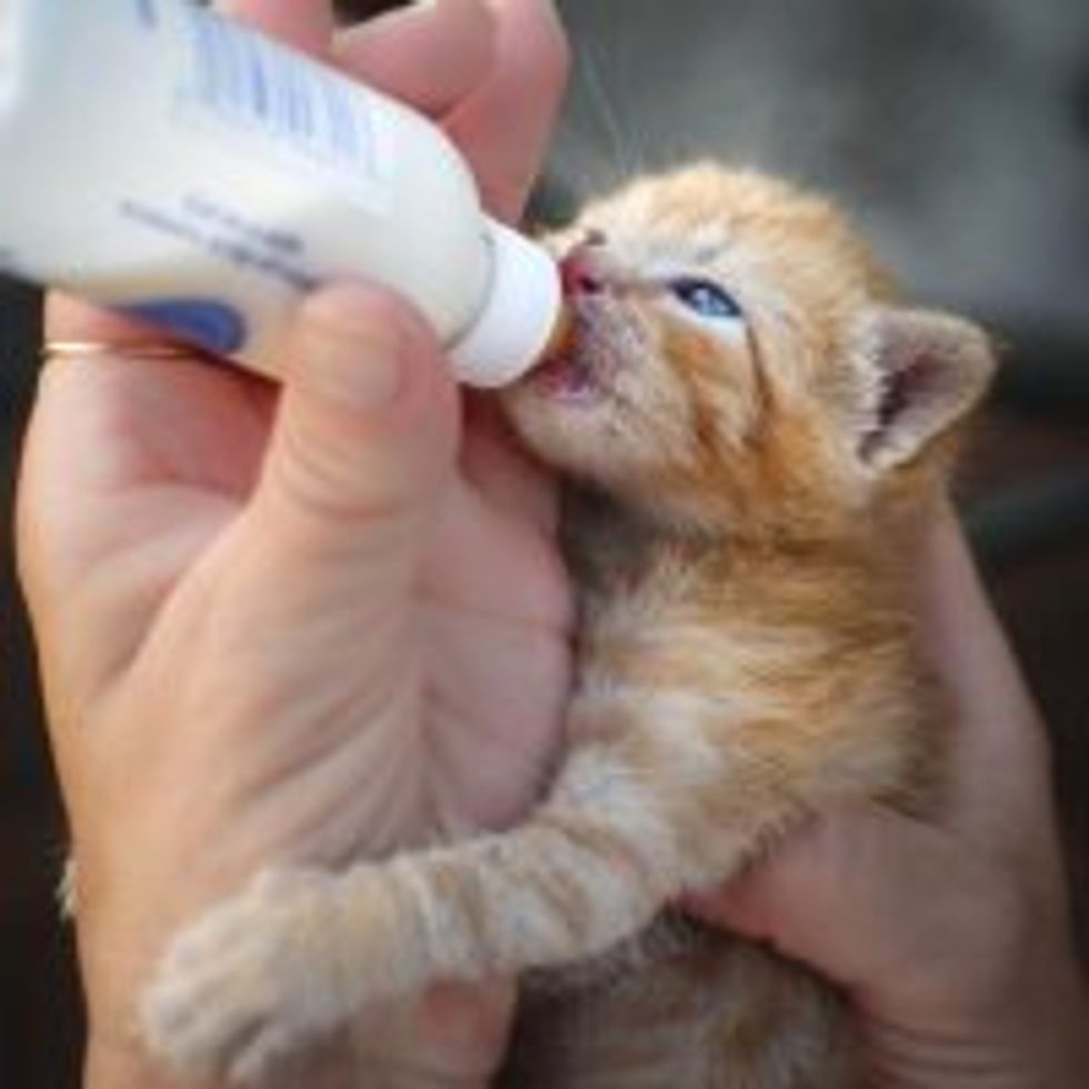 Muffin the Ginger Farm Kitten Finds Home