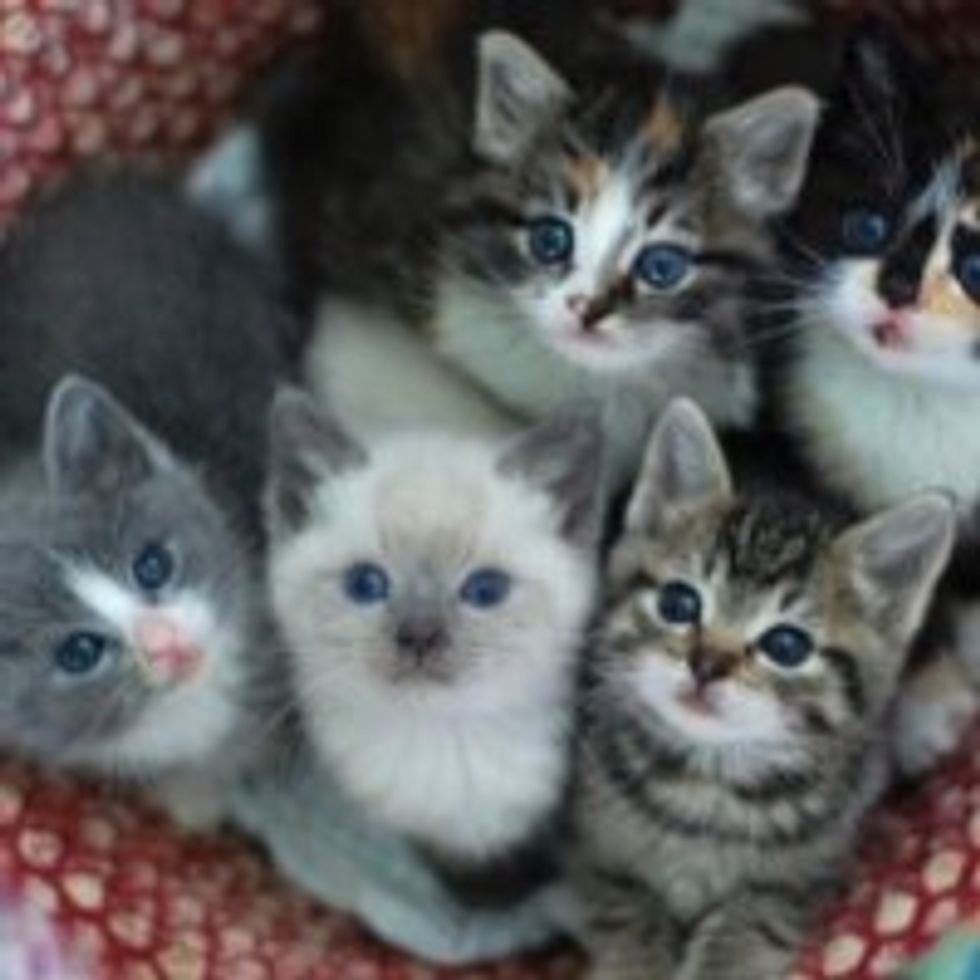 Basket of Itty Bitty Foster Kitties
