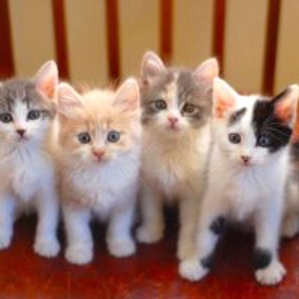 Five Little Furry Purrers