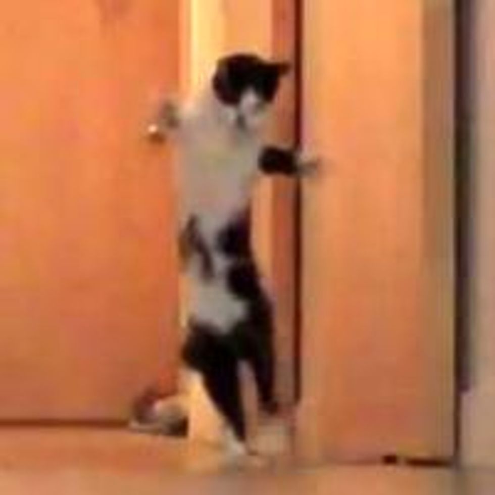 Ballet Kitty