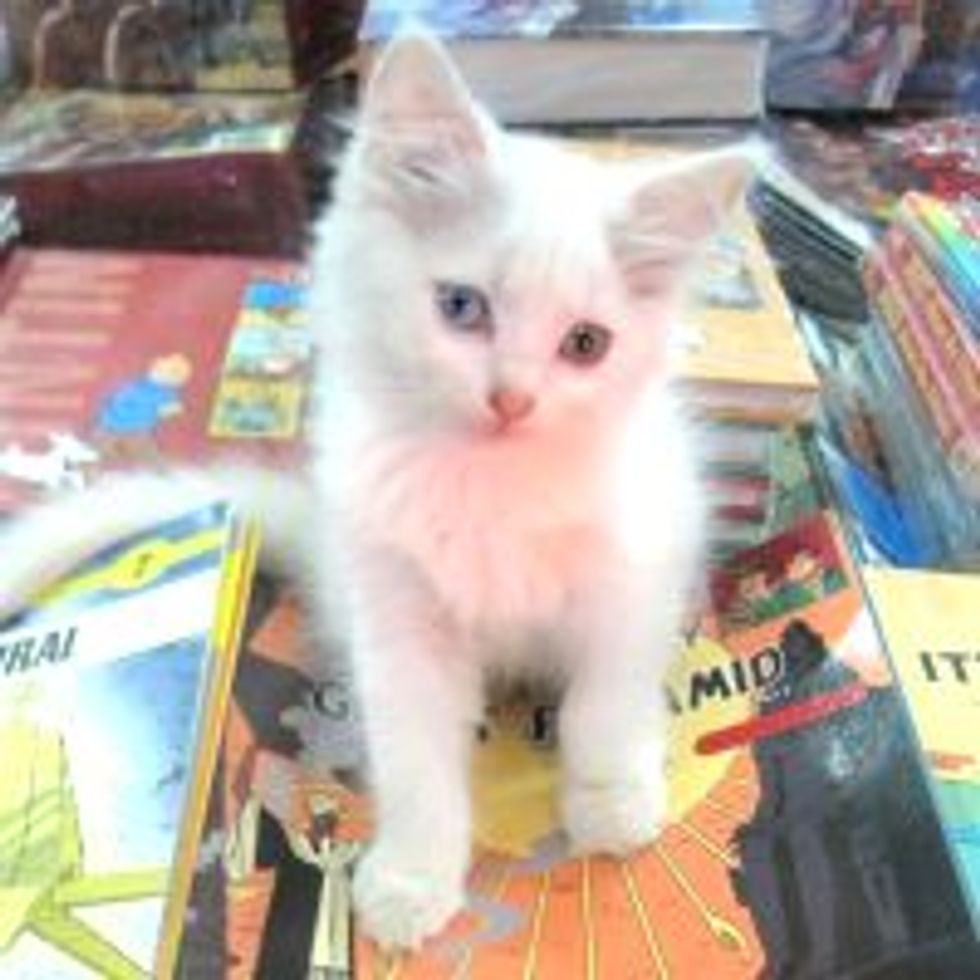 Bookstore Cats from Bangalore