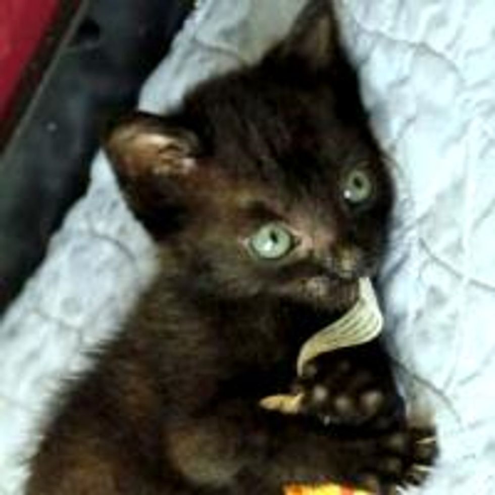 Tony the Runt of a Rescue Litter Perseveres