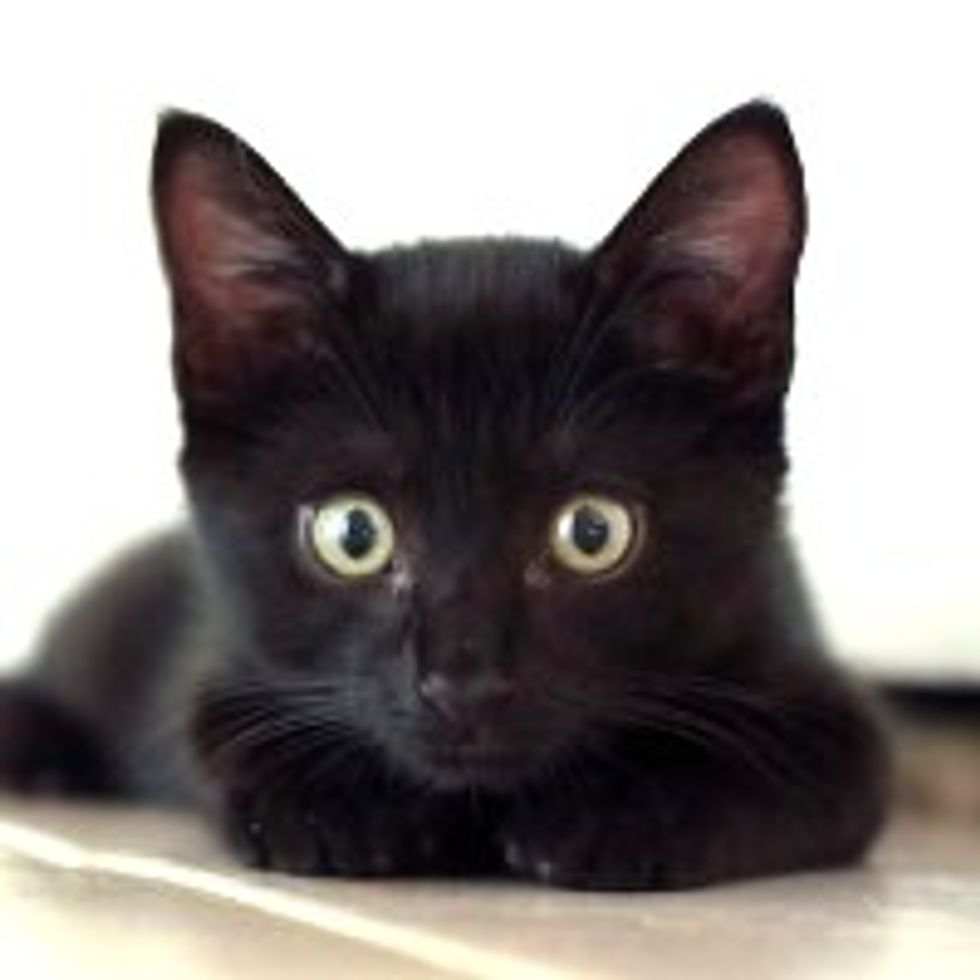 Liam the Rescue Black Kitten Grows into Mini Panther Kitty