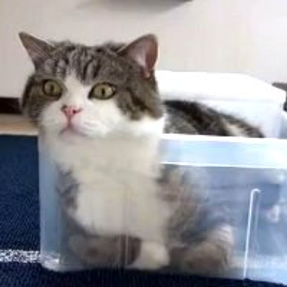 Maru Never Leaves His Box