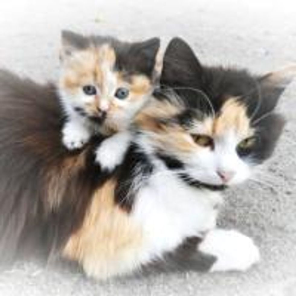 Like Mother Like Daughter