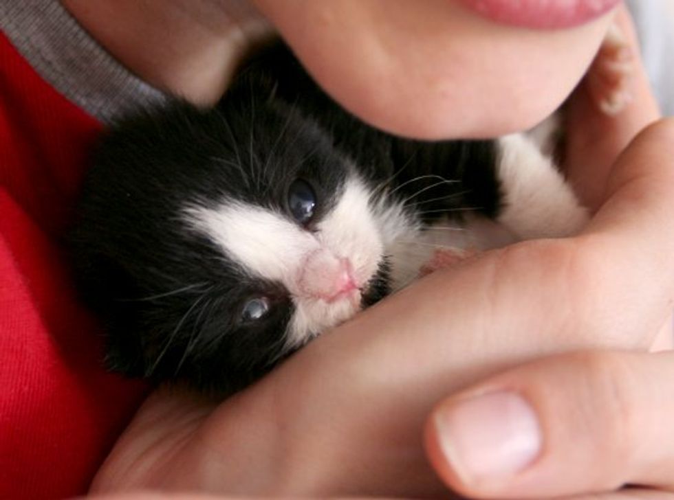 Rescue Tuxedo Squeaky: Then & Now