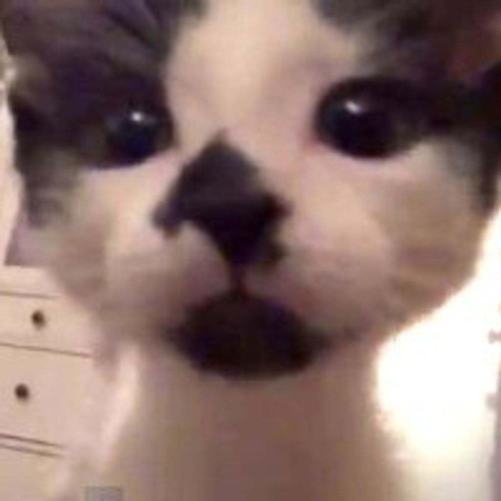 How to Film Your Cats