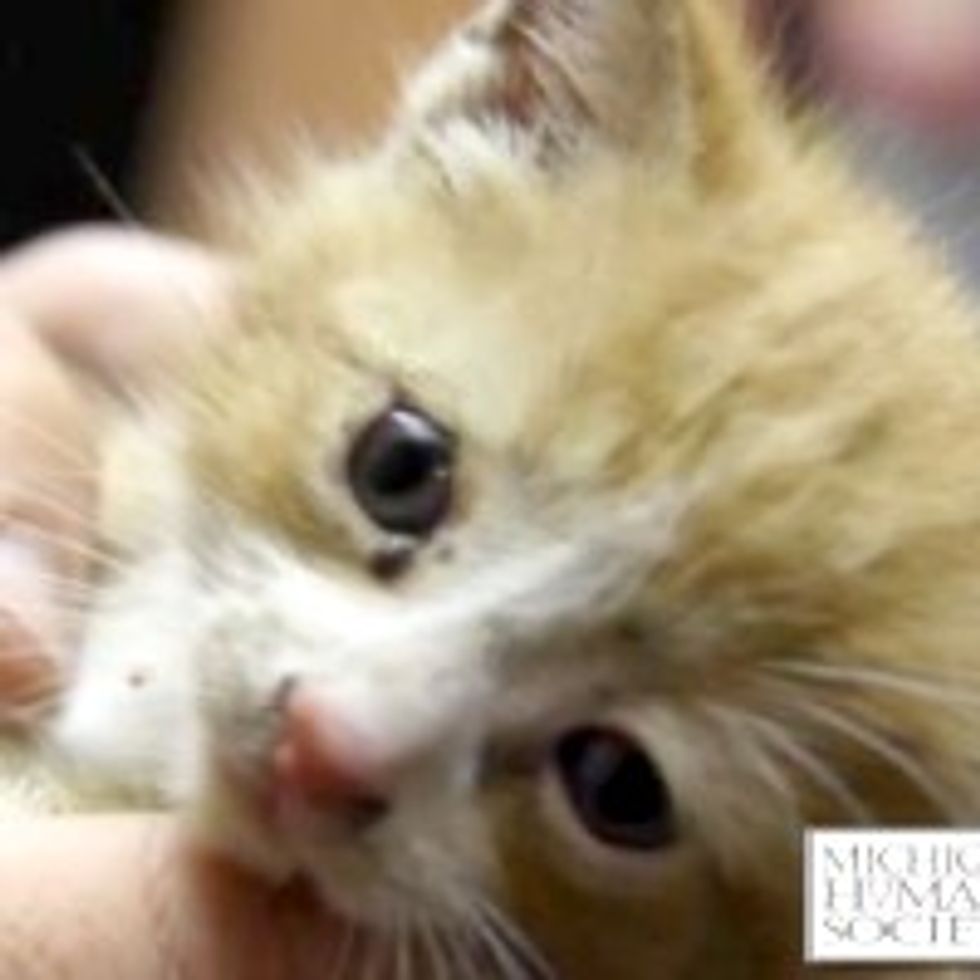 5-week-old Kitten Freed from Drain Pipe by a Team of Rescuers in Detroit