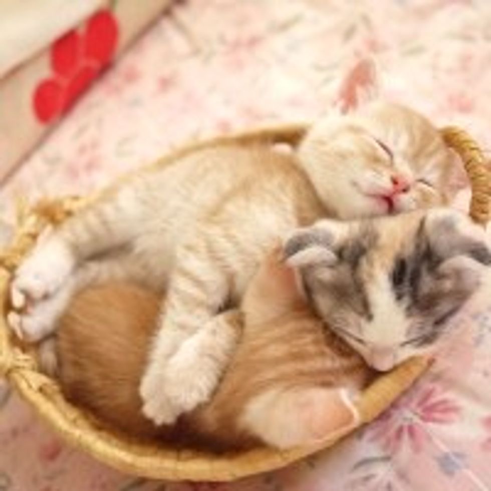 Sleepy Furry Kitties