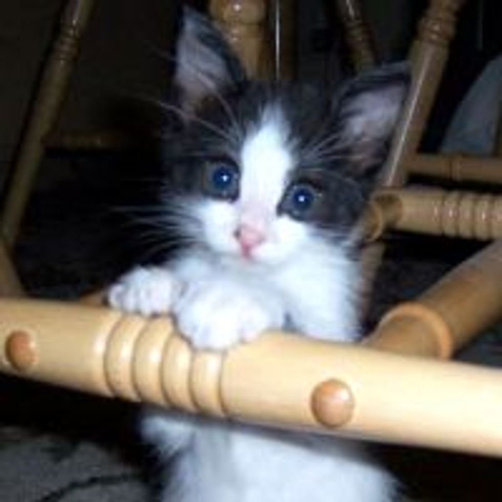 A Second Chance for a Precious Little Life